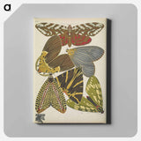 アートパネル-Vintage Butterflies
 - パピヨン Canvas.
