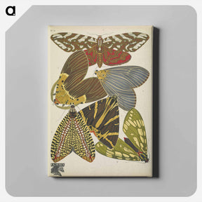 アートパネル-Vintage Butterflies
 - パピヨン Canvas.