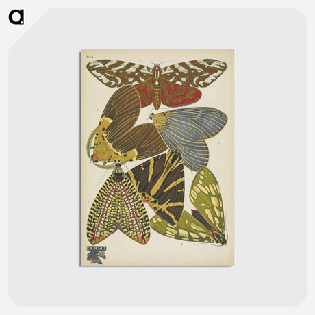 アートポストカード-Vintage Butterflies
 - パピヨン Postcard.