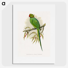 1-42_Parrots-in-Captivity_picture