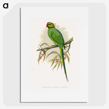 1-42_Parrots-in-Captivity_picture