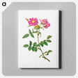 アートパネル-Rosa Collina Monsoniana - ピエール ジョゼフ ルドゥーテ Canvas.