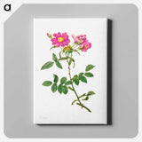 アートパネル-Rosa Collina Monsoniana - ピエール ジョゼフ ルドゥーテ Canvas.