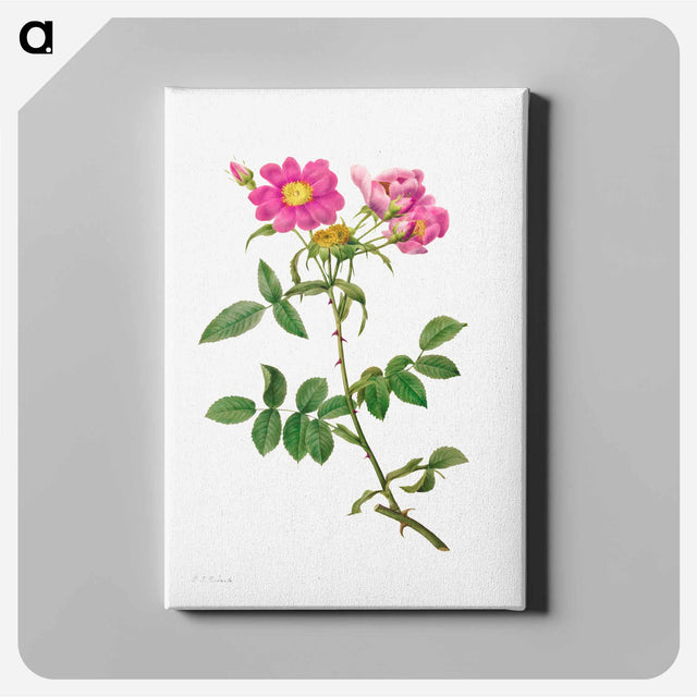 アートパネル-Rosa Collina Monsoniana - ピエール ジョゼフ ルドゥーテ Canvas.