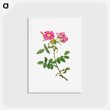 アートポストカード-Rosa Collina Monsoniana - ピエール ジョゼフ ルドゥーテ Postcard.
