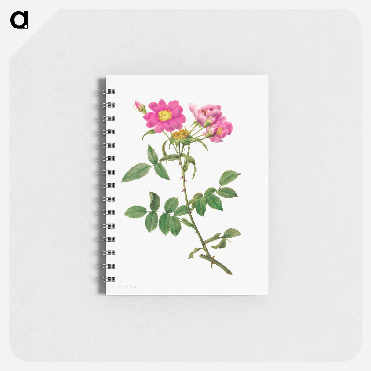 Rosa Collina Monsoniana - ピエール ジョゼフ ルドゥーテ Memo.
