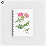Rosa Collina Monsoniana - ピエール ジョゼフ ルドゥーテ Memo.