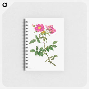 アートメモ帳-Rosa Collina Monsoniana - ピエール ジョゼフ ルドゥーテ Memo.