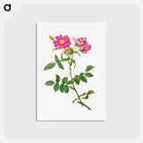 アートポストカード-Rosa Collina Monsoniana - ピエール ジョゼフ ルドゥーテ Postcard.