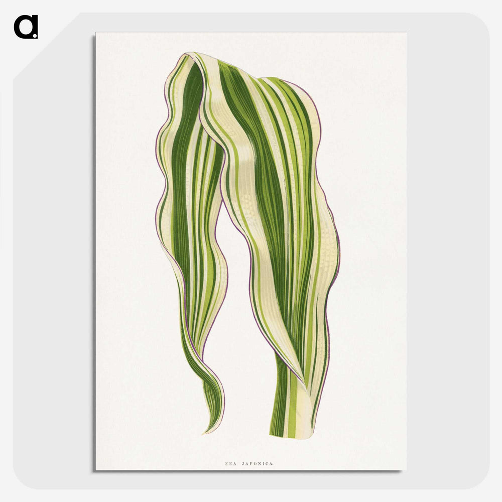1-42_Plants-with-Colored-Foliage_picture-crop