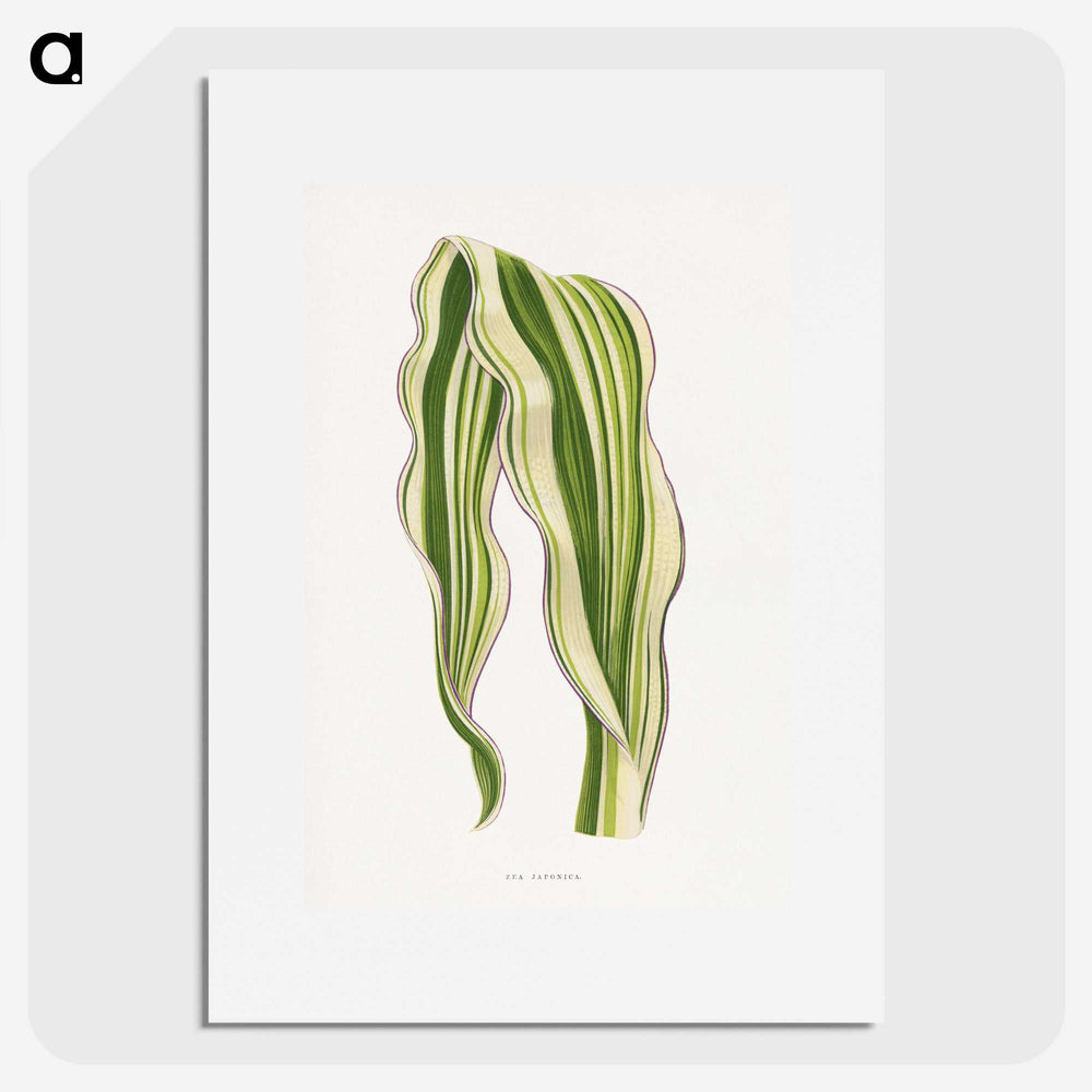 1-42_Plants-with-Colored-Foliage_picture