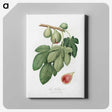 1-42_Pomona-Italiana_canvas