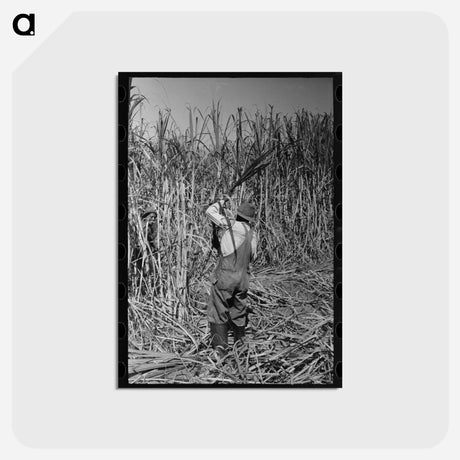 アートポストカード-Cutting Sugarcane
 - ラッセル リー Postcard.