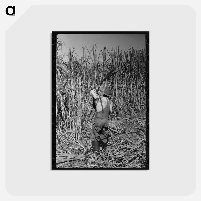 アートポストカード-Cutting Sugarcane
 - ラッセル リー Postcard.