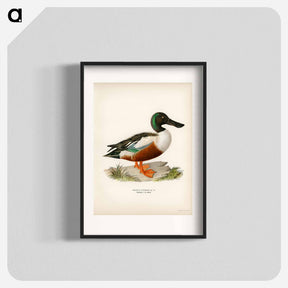 アートポスター-Cinnamon Teal
 - スヴェンスカ フォグラル Poster.