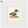 アートポストカード-Cinnamon Teal
 - スヴェンスカ フォグラル Postcard.
