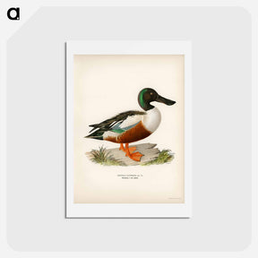アートポストカード-Cinnamon Teal
 - スヴェンスカ フォグラル Postcard.