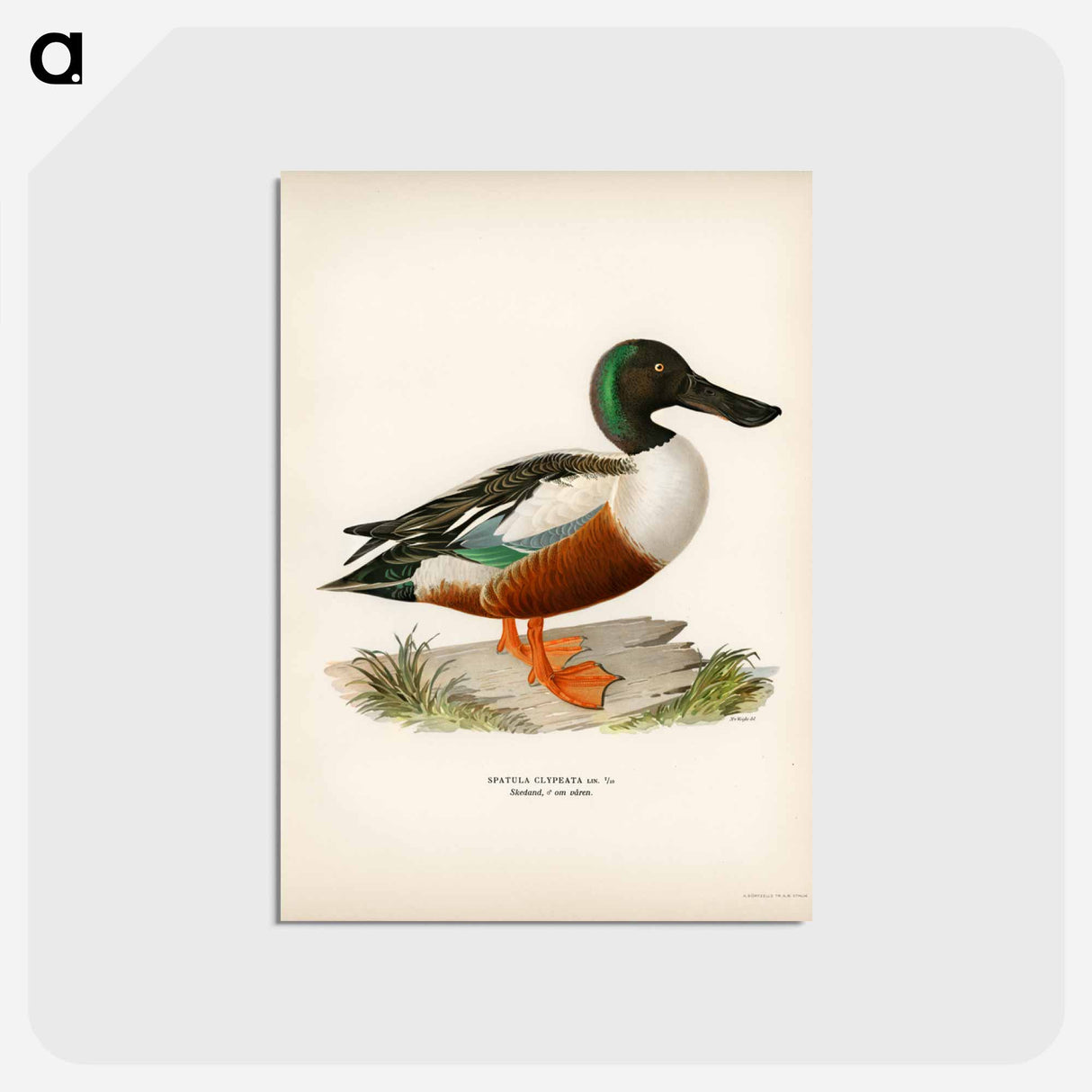 アートポストカード-Cinnamon Teal
 - スヴェンスカ フォグラル Postcard.