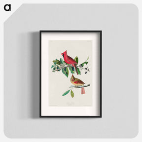 アートポスター-Cardinal Grosbeak from Birds of America
 - アメリカの鳥たち Poster.