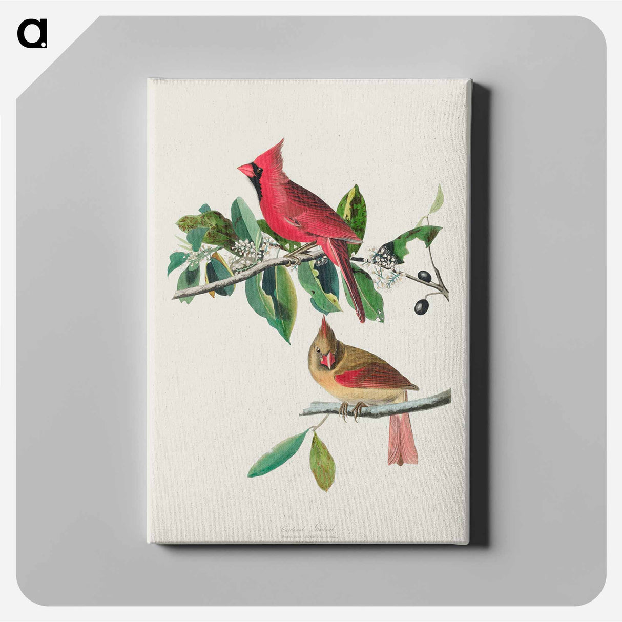 アートパネル-Cardinal Grosbeak from Birds of America
 - アメリカの鳥たち Canvas.