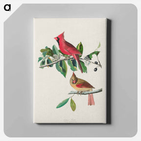 アートパネル-Cardinal Grosbeak from Birds of America
 - アメリカの鳥たち Canvas.