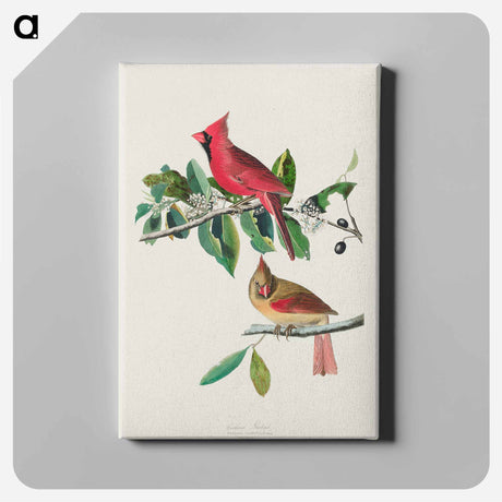 アートパネル-Cardinal Grosbeak from Birds of America
 - アメリカの鳥たち Canvas.