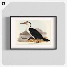 アートポスター-Pied Cormorant
 - オーストラリアの鳥 Poster.