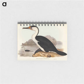アートメモ帳-Pied Cormorant
 - オーストラリアの鳥 Memo.