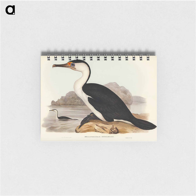 アートメモ帳-Pied Cormorant
 - オーストラリアの鳥 Memo.