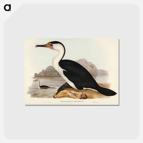 アートポストカード-Pied Cormorant
 - オーストラリアの鳥 Postcard.