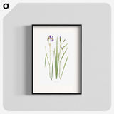 1-42_The-Genus-Iris_blk