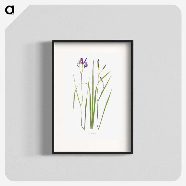 1-42_The-Genus-Iris_blk