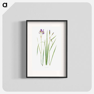 Iris Prismatica from The Genus Iris
 - アヤメ属 Poster.