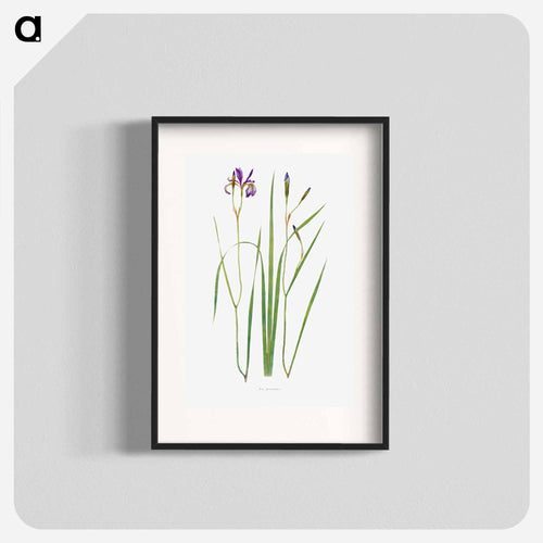 Iris Prismatica from The Genus Iris
 - アヤメ属 Poster.