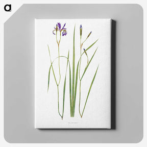 1-42_The-Genus-Iris_canvas