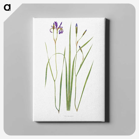 1-42_The-Genus-Iris_canvas