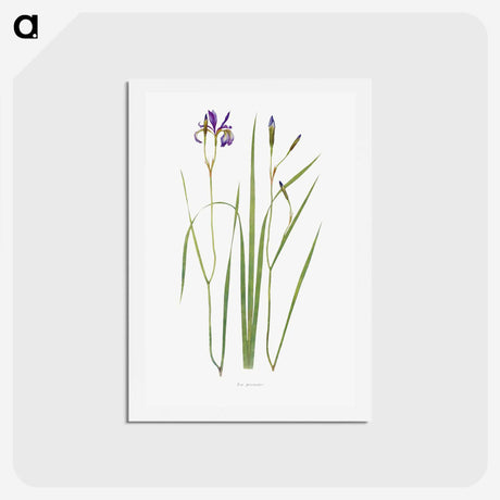 1-42_The-Genus-Iris_hagaki