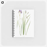 1-42_The-Genus-Iris_memo