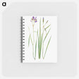 アートメモ帳-Iris Prismatica from The Genus Iris
 - アヤメ属 Memo.