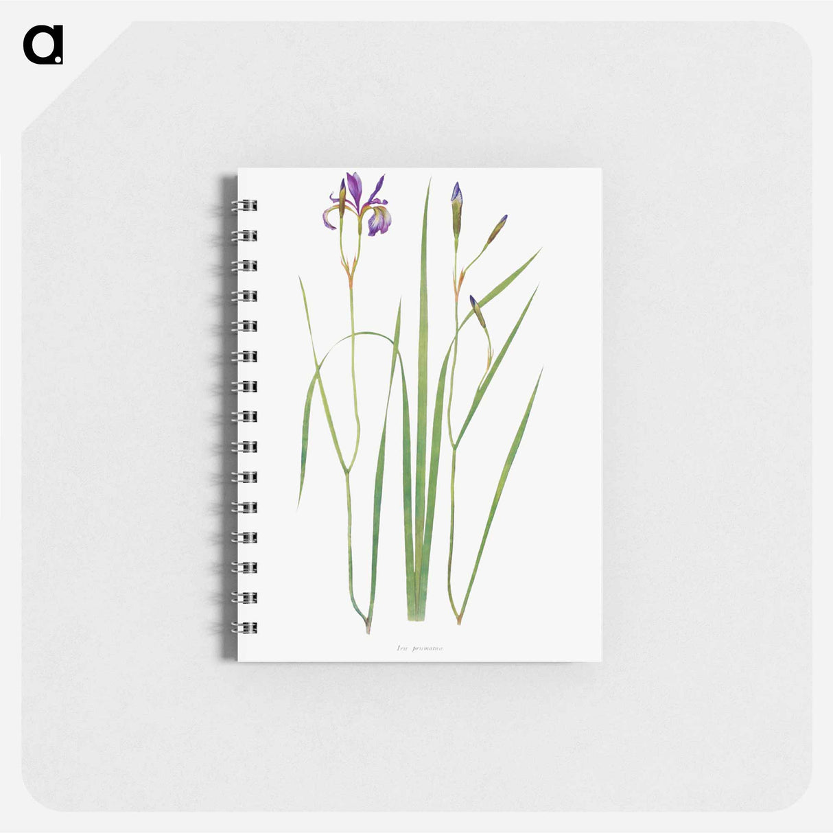 アートメモ帳-Iris Prismatica from The Genus Iris
 - アヤメ属 Memo.