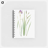 アートメモ帳-Iris Prismatica from The Genus Iris
 - アヤメ属 Memo.