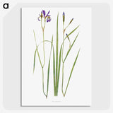 1-42_The-Genus-Iris_picture-crop