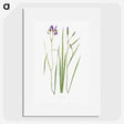 1-42_The-Genus-Iris_picture