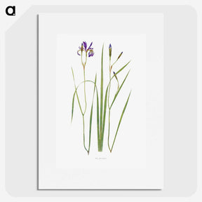1-42_The-Genus-Iris_picture