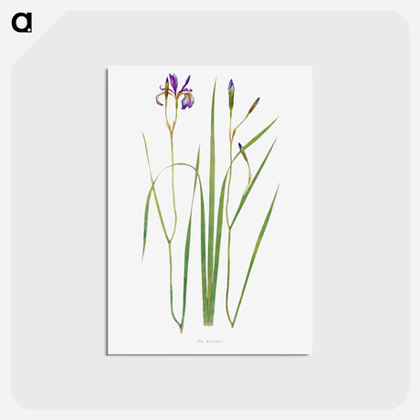 アートポストカード-Iris Prismatica from The Genus Iris
 - アヤメ属 Postcard.