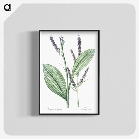 1-42_The-Lilies_blk-crop