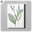 1-42_The-Lilies_canvas
