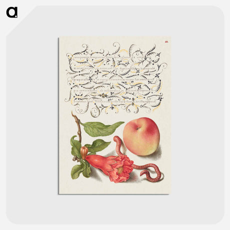 アートポストカード-Pomegranate, Worm, and Peach
 - 書道のお手本 Postcard.