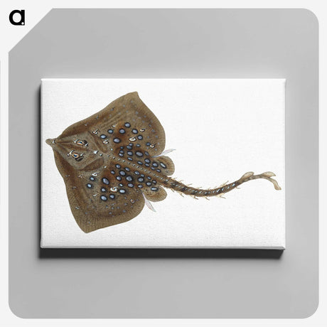 1-42_The-Natural-History-of-British-Fishes_canvas