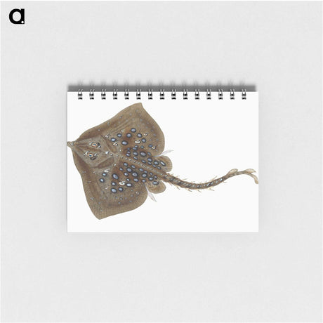 1-42_The-Natural-History-of-British-Fishes_memo